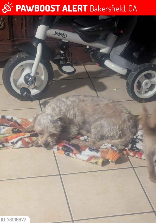 Lost Male Dog last seen Oleander Avenue and South H Street, Beale Park, Bakersfield, CA 93304