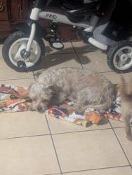 Lost Male Dog last seen Oleander Avenue and South H Street, Beale Park, Bakersfield, CA 93304