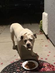 Found/Stray Unknown Dog last seen Cinnamon Creek Circle, Menifee, CA 92585