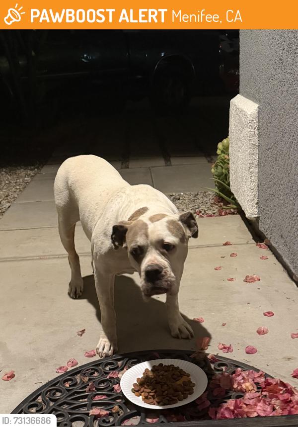 Found/Stray Unknown Dog last seen Cinnamon Creek Circle, Menifee, CA 92585