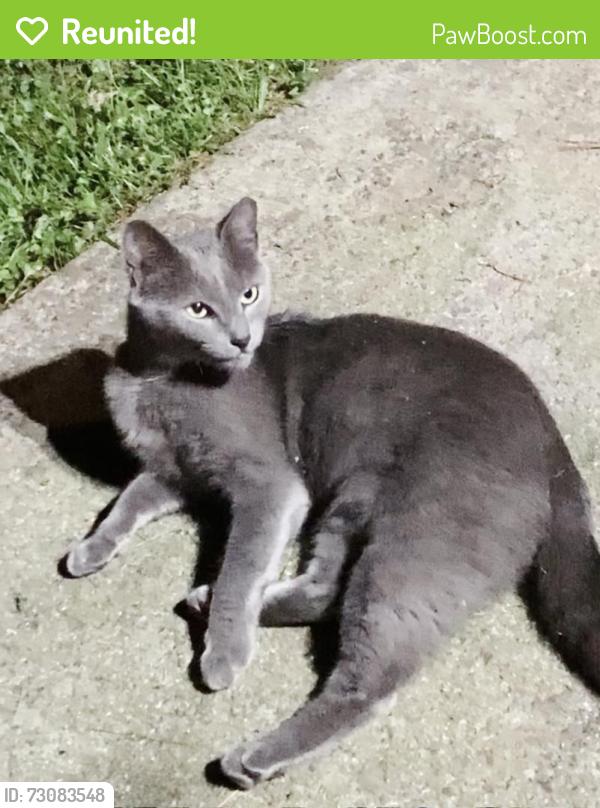 Reunited Female Cat last seen Horseshoe Bend Rd, Marietta, GA 30064