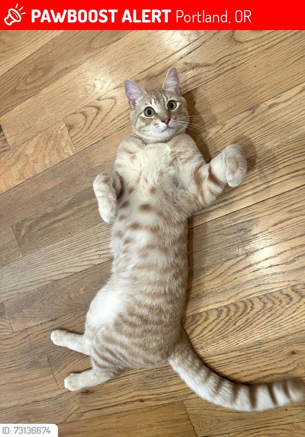 Lost Male Cat last seen Northeast Alderwood Rd , near train tracks and the wildlife refuge., Portland, OR 97220