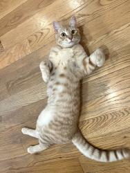 Lost Male Cat last seen Northeast Alderwood Rd , near train tracks and the wildlife refuge., Portland, OR 97220