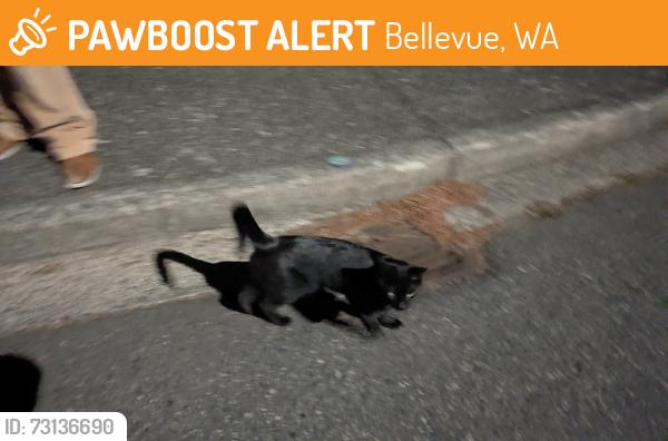 Found/Stray Unknown Cat last seen Chevy Chase Neighborhood, Bellevue, WA 98007