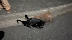 Found/Stray Unknown Cat last seen Chevy Chase Neighborhood, Bellevue, WA 98007