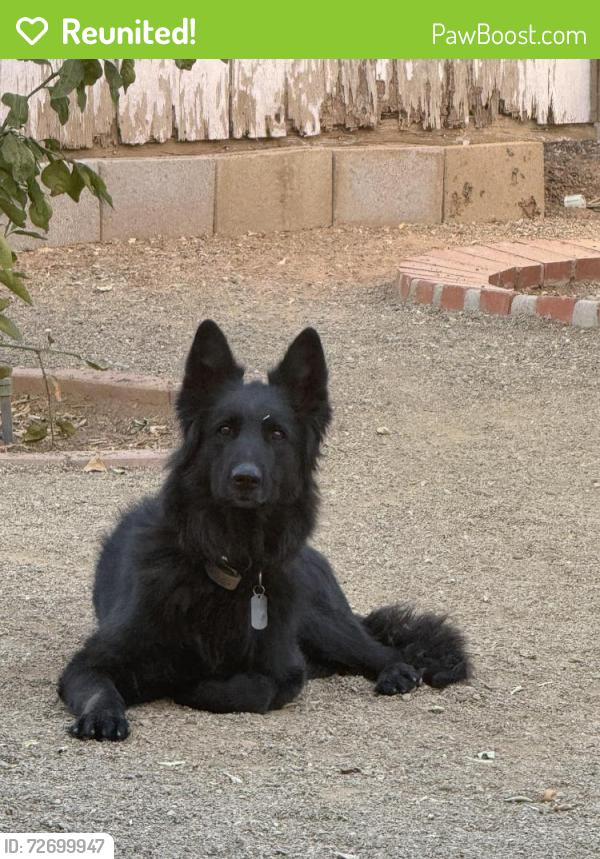 Reunited Female Dog last seen 44th street and Grover’s, Phoenix, AZ 85032