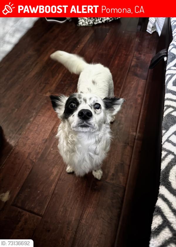Lost Female Dog last seen Fairplex, Pomona, CA 91799