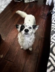Lost Female Dog last seen Fairplex, Pomona, CA 91799