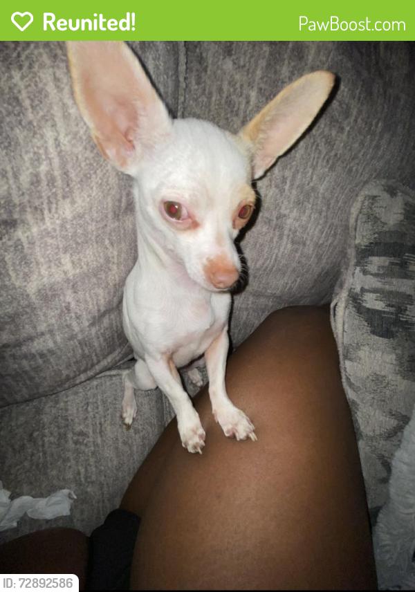 Reunited Female Dog last seen Near s truckee way, Aurora, CO 80013