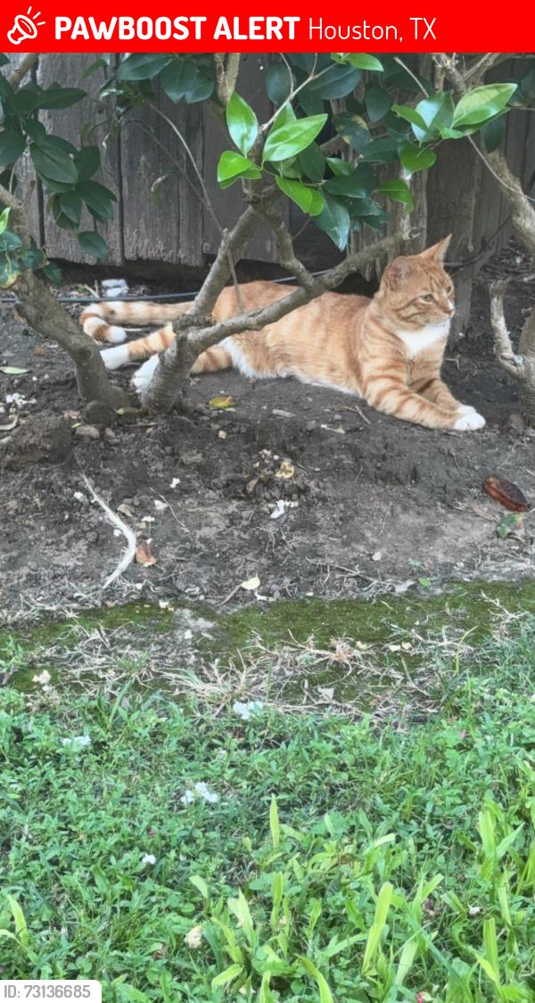 Lost Male Cat last seen Jutland around my street Northridge and ridgeway dr, Houston, TX 77033