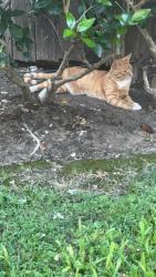 Lost Male Cat last seen Jutland around my street Northridge and ridgeway dr, Houston, TX 77033