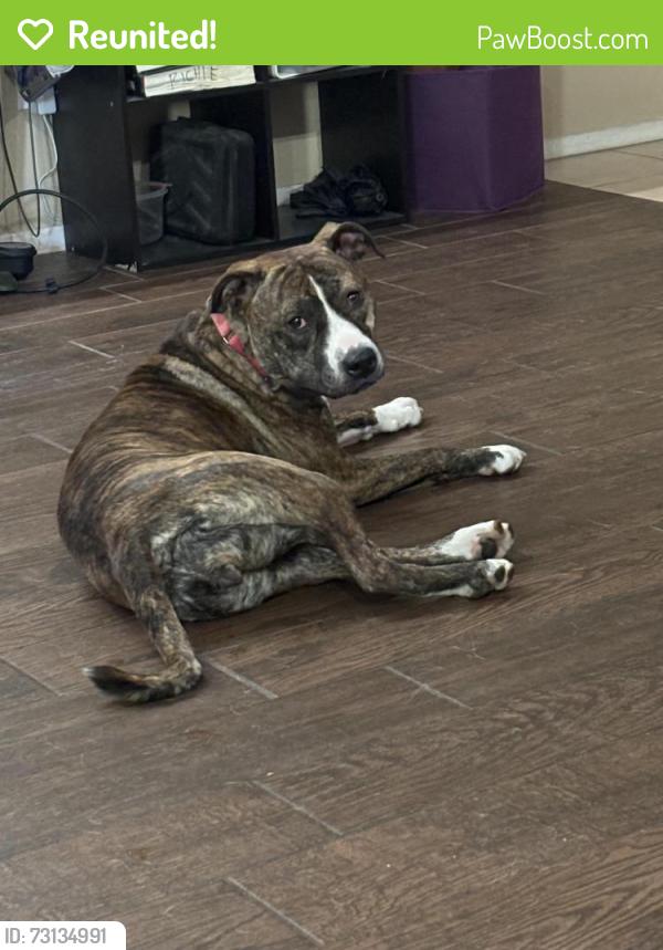 Reunited Female Dog last seen Fort Apache and Mountains Edge Pkwy, Las Vegas, NV 89178