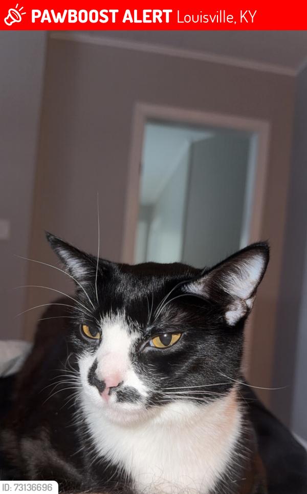 Lost Female Cat last seen apmt up N Hite Ave at Clifton Heights, Louisville, KY 40206