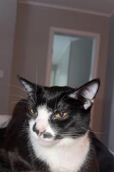 Lost Female Cat last seen apmt up N Hite Ave at Clifton Heights, Louisville, KY 40206