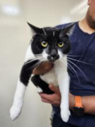 Shelter Stray Male Cat last seen , 3201 Lacy St, Los Angeles, CA 90031, USA
