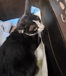 Shelter Stray Male Cat last seen , 3201 Lacy St, Los Angeles, CA 90031, USA
