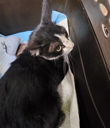 Shelter Stray Male Cat last seen , 3201 Lacy St, Los Angeles, CA 90031, USA