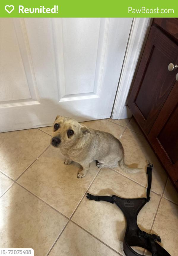 Reunited Male Dog last seen Jackie Tatum/ Harvard park (gage and normandie), Los Angeles, CA 90047