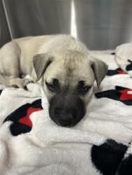 Shelter Stray Female Dog last seen Near BLOCK MARIPOSA MALL, FRESNO CA 93721, 5277 E Airways Blvd, Fresno, CA 93727, USA
