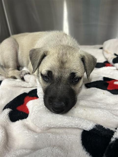 Shelter Stray Female Dog last seen Near BLOCK MARIPOSA MALL, FRESNO CA 93721, 5277 E Airways Blvd, Fresno, CA 93727, USA