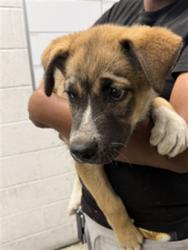 Shelter Stray Male Dog last seen , 11361 W Pico Blvd, Los Angeles, CA 90064, USA