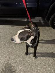 Found/Stray Male Dog last seen Hamilton & Meridian, San Jose, CA 95125