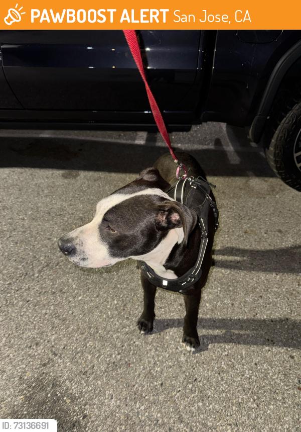 Found/Stray Male Dog last seen Hamilton & Meridian, San Jose, CA 95125