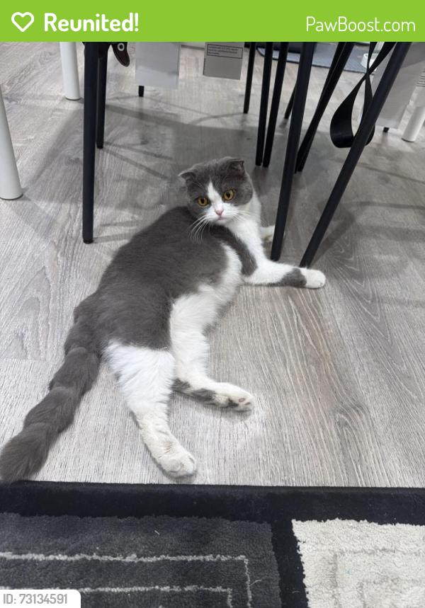 Reunited Female Cat last seen Alum rock & foss ave, San Jose, CA 95116