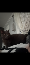 Lost Male Cat last seen ps32, Staten Island, NY 10308