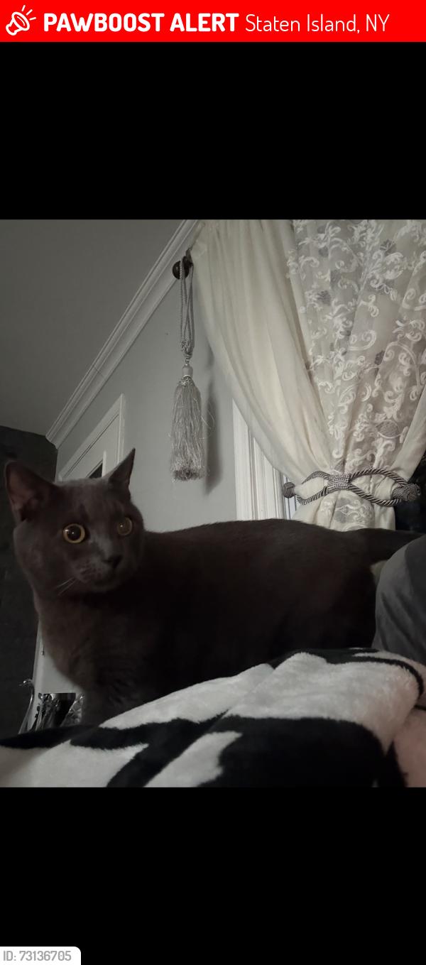 Lost Male Cat last seen ps32, Staten Island, NY 10308