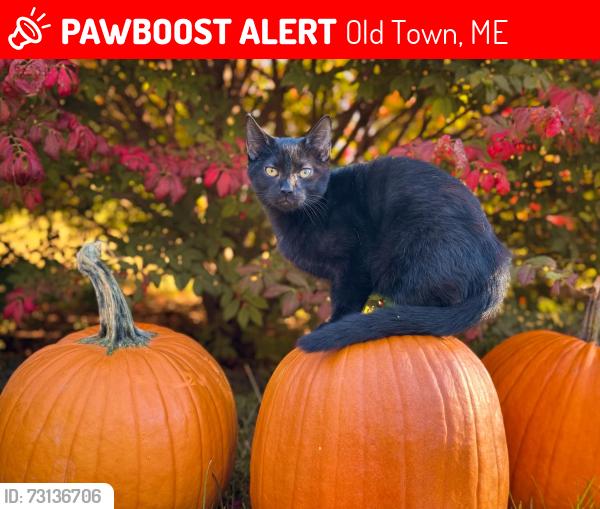 Lost Male Cat last seen College Ave old town, Old Town, ME 04468