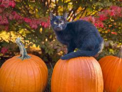 Lost Male Cat last seen College Ave old town, Old Town, ME 04468