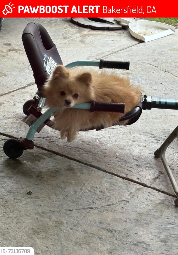 Lost Male Dog last seen Buena Vista, Bakersfield, CA 93311