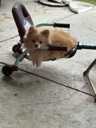 Lost Male Dog last seen Buena Vista, Bakersfield, CA 93311