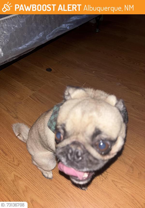 Found/Stray Male Dog last seen Blake , Unser, Albuquerque, NM 87102