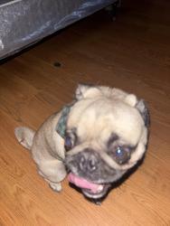 Found/Stray Male Dog last seen Blake , Unser, Albuquerque, NM 87102