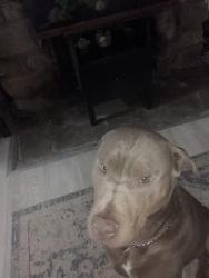 Reunited Female Dog last seen Flying Pig, Indian Hills, CO 80454