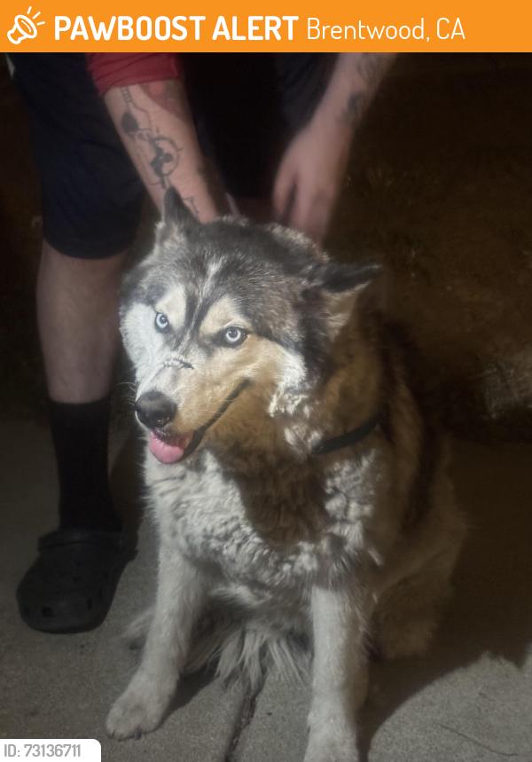 Found/Stray Female Dog last seen Brentwood, Brentwood, CA 94513