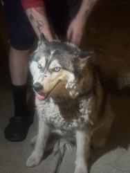 Found/Stray Female Dog last seen Brentwood, Brentwood, CA 94513