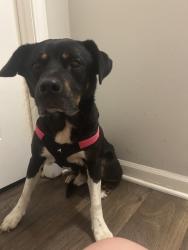 Found/Stray Male Dog last seen Old Spartanburg Road & Kimbrell Road, Taylors, SC 29687