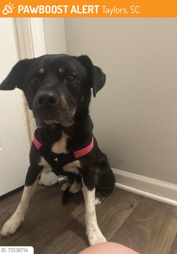 Found/Stray Male Dog last seen Old Spartanburg Road & Kimbrell Road, Taylors, SC 29687