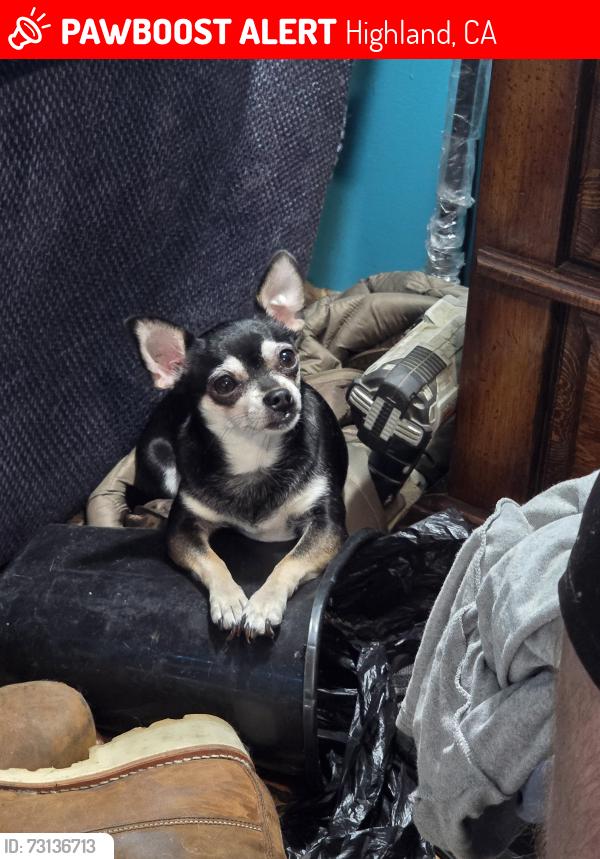 Lost Female Dog last seen Central, Highland, CA 92346