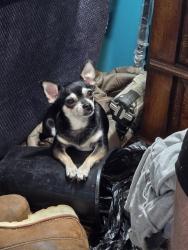 Lost Female Dog last seen Central, Highland, CA 92346