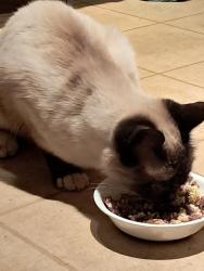 Reunited Female Cat last seen Jason way and Sharon Way, Modesto, CA 95350