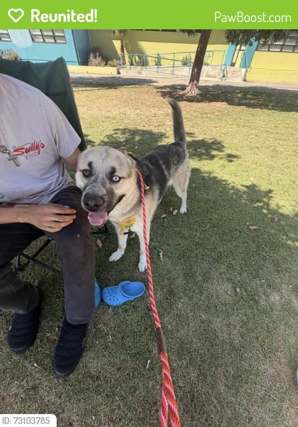 Reunited Male Dog last seen Near marionwood dr, Los Angeles, CA 90230