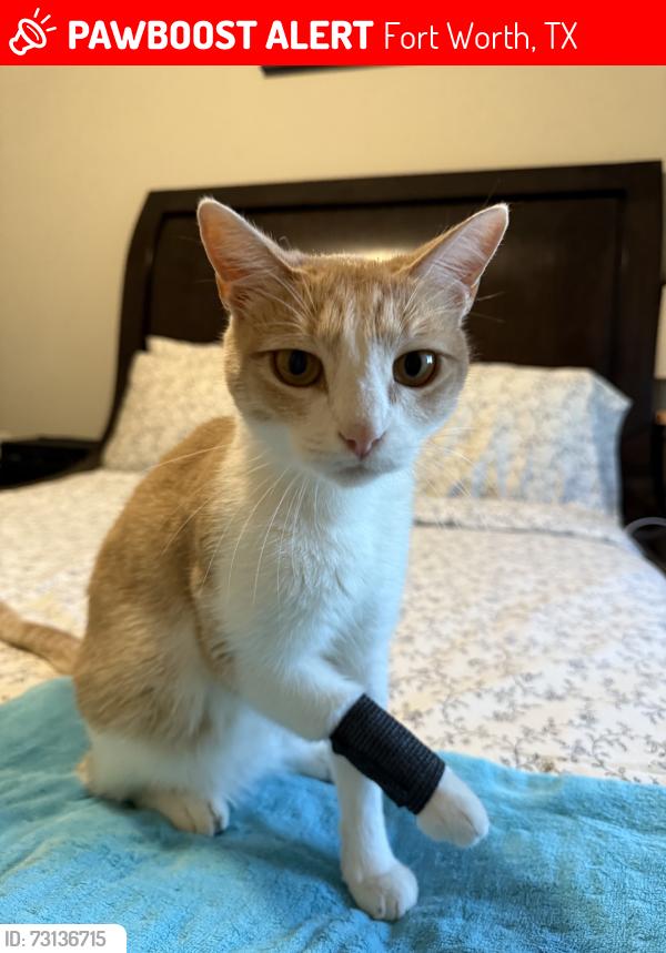 Lost Male Cat last seen Callan lane, Fort Worth, TX 76131