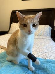 Lost Male Cat last seen Callan lane, Fort Worth, TX 76131