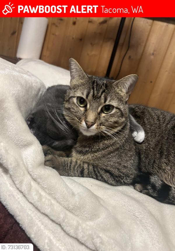Lost Female Cat last seen Near s mason ave Tacoma wa, Tacoma, WA 98409