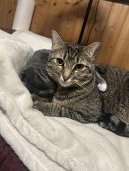 Lost Female Cat last seen Near s mason ave Tacoma wa, Tacoma, WA 98409