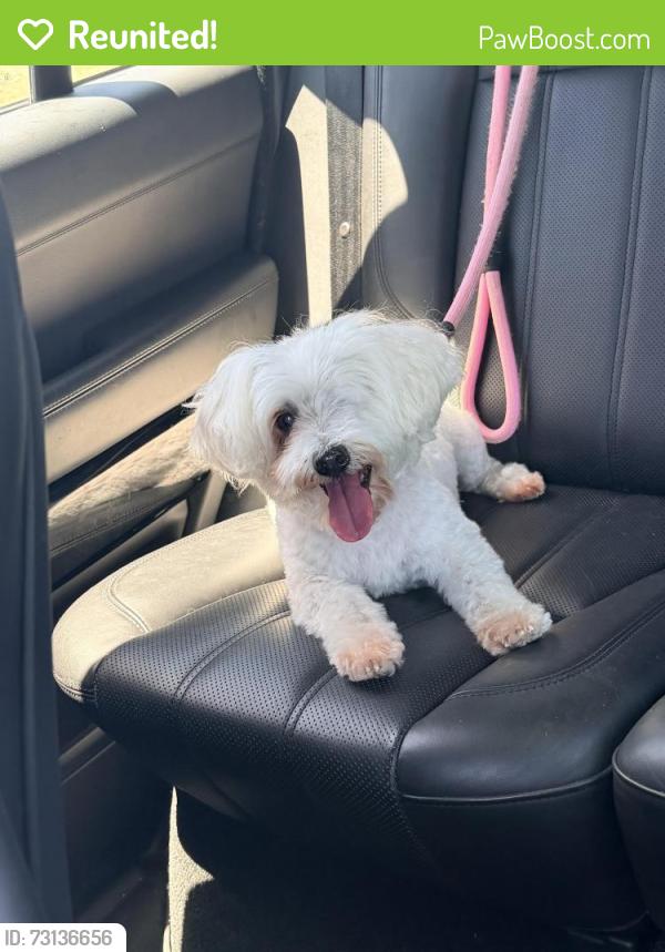 Reunited Female Dog last seen Burnt Spur Ct./Sheldon Woods/Grant Line Road, Elk Grove, CA 95624